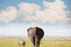 [KE비즈니스탑승]아프리카 6국+두바이 15일 ＜7대 Real사파리/빅토리아폭포/5성호텔/테이블마운틴/두바이베르사체호텔＞