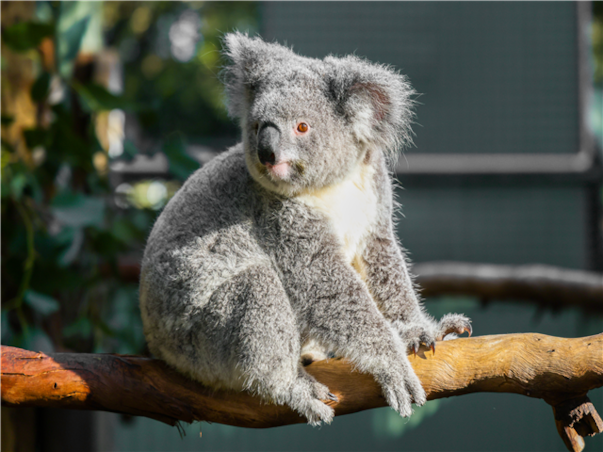 [출발확정] [메가세일] [멜버른직항] 시드니/멜버른/그레이트오션로드 7일 (10대특전/5대특식)