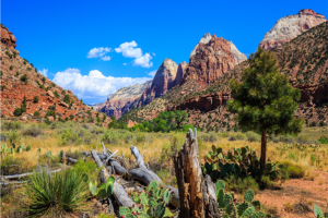 [출발확정] 미서부 하와이 9일 ＜5대캐년/초특급 하얏트 리젠시 오션뷰＞