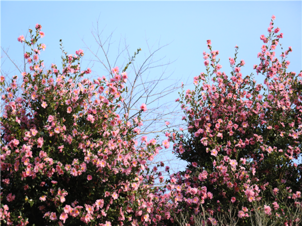 [힐링BEST] 제주도 3일 ＜카멜리아힐/안돌오름/족욕체험/관광급/아시아나＞